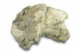 Agatized Fossil Coral Geode - Florida #271635-2